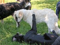 Puppys van Bliss040622-0196